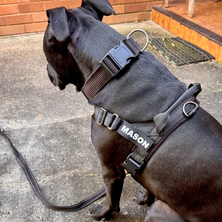 No-Pull Harness with Custom Name Tag