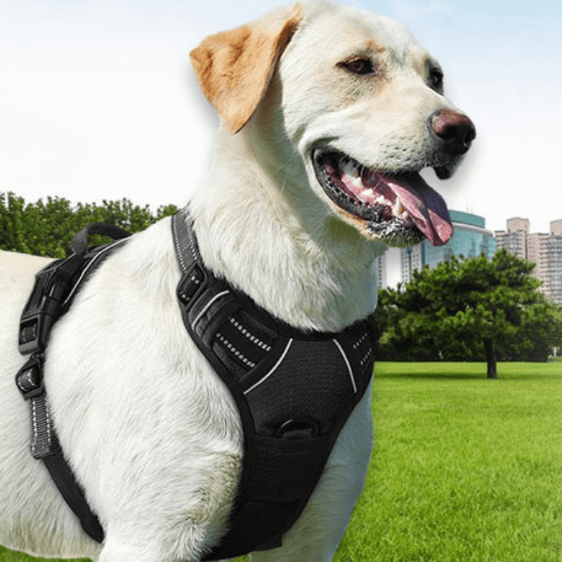 Woof Bark & Co™ No-Pull Comfort Control Dog Harness