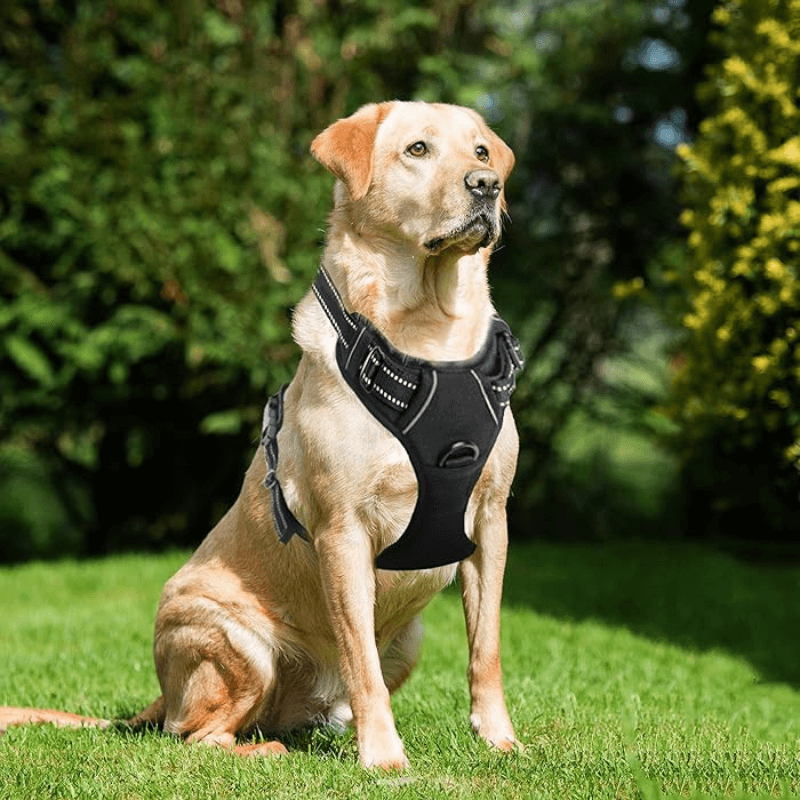 Woof Bark & Co™ No-Pull Comfort Control Dog Harness