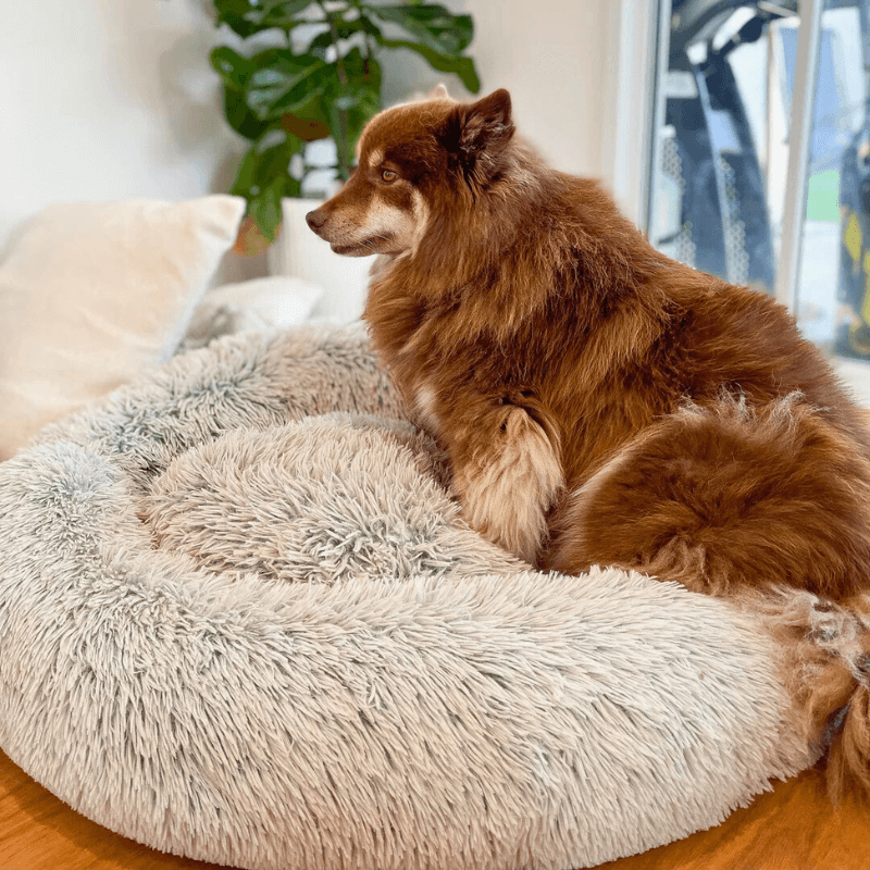 Woof Bark & Co™ Plush Calming Bed