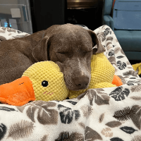 Woof Bark & Co™ Tough & Calming Plush Duck Dog Toy